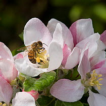 Honey bee (Apis mellifera) forages on pollen in Apple (Malus domestica) flower, collecting pollen in pollen basket. In garden, Surrey, England, UK. May.