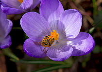 Honey bee (Apis mellifera) covered in pollen emerging from nectaring in Crocus (Crocus sp). On nature reserve, Surrey, England, UK. March.