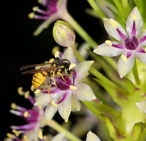 Wasp (Vespula germanica) nectaring on Pineapple lily (Eucomis comosa). Pollen is deposited on underside of wasp&#39;s hairy body and transferred to stigma of next flower visited. Lily cultivated in ga...