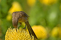Cape sugarbird (Promerops cafer) male nectaring on Pincushion protea (Leucospermum cordifolium). Pollen transferred from anthers to bird&#39;s head. Kirstenbosch National Botanical Garden, Cape Town,...