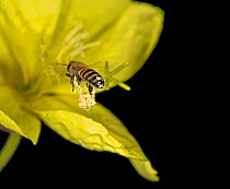 Honey bee (Apis mellifera) carrying pollen strings from previous flower into Evening primrose (Oenothera glazioviana). At night in garden. Surrey, England, UK. July.