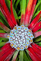 Sun bromeliad (Fascicularia bicolor). Central leaves turn red to attract hummingbird pollinators before flowers open. Cultivated in garden. Surrey, England, UK.