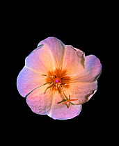Large-flowered evening primrose (Oenothera glazioviana). Bull&#39;s eye in centre of flower fluorescing in UV light guides pollinators to nectaries. At night in garden. Surrey, England, UK.
