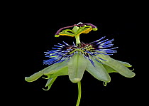 Blue passionflower (Passiflora caerulea). Flower is pollinated by larger bees. Focus stacked.