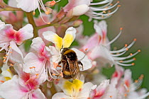 Bumblebee (Bombus sp) nectaring on Indian horse chestnut flower (Aesculus indica). Yellow spots on banner petals turn pink as nectar resource declines. Orange pollen is pick ed up on wings and thorax...