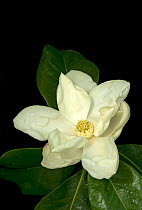 Southern magnolia / Bull bay (Magnolia grandiflora) flower. The opening and closing of petals controls the time beetle pollinators enter and leave the flower. Cultivated in garden, Surrey, England, UK...