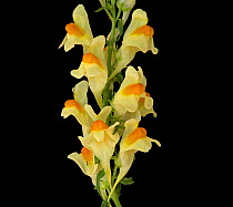 Common toadflax (Linaria vulgaris), orange nectar guides on lower lip and long spur containing nectar. Surrey, England, UK. Focus stacked.
