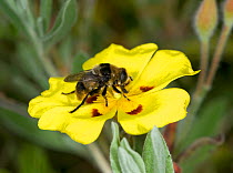 Narcissus bulb fly / Greater bulb fly (Merodon equestris), a bumblebee mimic, using probsocis to feed on pollen of Woolly rock rose (Halimium lasianthum). Purple blotches guide pollinators to reward.