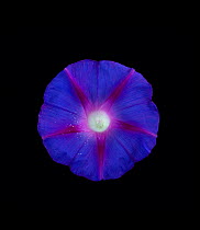 Morning glory (Ipomoea tricolor) flower with pollen grains scattered by visiting insects.