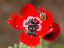 Red bowled anemone (Anemone bucharica) with dark stamens and patterns on petal bases to attract Scarab beetle (Eulasia sp) pollinators. Beetles pick up pollen on hairy bodies but can damage petals, Ta...