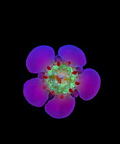 Geraldton wax flower (Chamelaucium uncinatum), nectar fluorescing in UV light. Western Australia. Controlled conditions, focus stacked. Series 1/2.