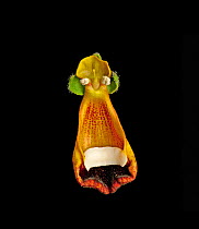 Darwin&#39;s slipper flower (Calceolaria uniflora) in visible light. Stamens and fleshy lip that provides food reward for polliator Least seedsnipe (Thinocorus rumicivorus) fluorescing. Native to Tier...