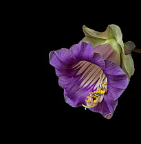 Cup and saucer plant (Cobaea scandens), stamens retracting and a drop of nectar on petal tip. Cultivated in conservatory, Surrey, England, UK. Controlled conditions, focus stacked.
