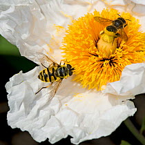 Dead head hoverfly (Myathropa florea) and Leaf cutter bee (Megachile centuncularis) female feeding on Californian tree poppy (Romneya coulteri) pollen. Bee transferring pollen from abdomen to stigma....