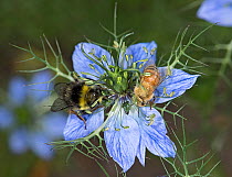 Bumblebee (Bombus sp) and Honey bee (Apis mellifera) nectaring on Love-in-a-mist (Nigella damascena) flower. Anthers transferring pollen onto bee backs.