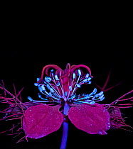 Love-in-a-mist (Nigella damascena) stamens fluroescing in UV light. Ring of nectaries are dark red with blue UV reflective hairs.