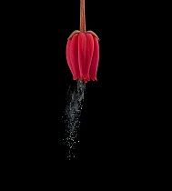 Chilean bellflower (Crinodendron hookerianum) releasing pollen via sonication which replicates buzz pollination. Native to Chile. Controlled conditions.