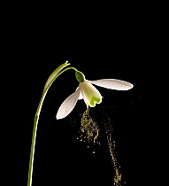 Snowdrop (Galanthus nivalis) dispersing pollen by sonication which replicates buzz pollination. Controlled conditions.