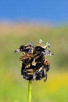 Scarab beetles (Scarabaeidae) resting on dead Primula (Primula sp) spike as overnight roost. Turkey. June.
