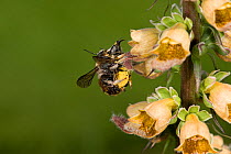 Wool carder bee (Anthidium manicatum) male attempting to mate with pollen laden female on Rusty foxglove (Digitalis ferruginea). In garden, Surrey, England, UK. August.