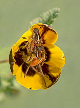 Hopliine scarab beetle (Clania glenlyonensis) pair mating on Harlequin hesperantha (Hesperantha vaginata) flower. Glen Lyon Farm / Hantam National Botanical Garden, Northern Cape, South Africa. August...