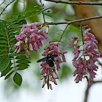 Carpenter bee (Xylocopa fimbriata) nectaring on Quickstick / Mother of cocoa tree (Gliricidia sepium). Chiapas, Mexico.