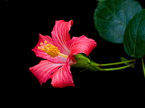 Mandrinette (Hibiscus fragilis), cultivated in breeding program at Kew Gardens, London, UK. Endemic to Mauritius.