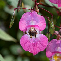 Bumblebee (Bombus sp) nectaring on Himalayan balsam (Impatiens glandulifera). Surrey, England, UK. September.