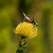 Southern double-collared sunbird (Cinnyris chalybeus), male nectaring on Pincushion protea (Leucospermum cordifolium). Cape, South Africa. August.