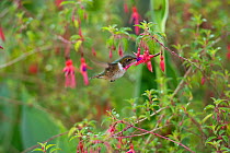 Volcano hummingbird (Selasphorus flammula) female nectaring on Hardy fuchsia (Fuchsia magellanica) in garden. Stamens brushing bird&#39;s chest feathers. Costa Rica.