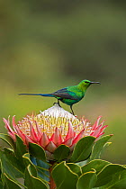 Malachite sunbird (Nectarinia famosa) male perching on King protea (Protea cynaroides) whilst foraging for nectar. Pearl Mountain Reserve, South Africa, August.