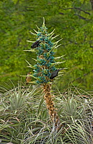 Austral blackbirds (Curaeus curaeus) and Austral thrush (Turdus falcklandii) nectaring on Blue puya (Puya berteroniana). Pollen transferred to birds heads during feeding. Parque Ingles, Chile. Decembe...