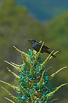 Austral blackbird (Curaeus curaeus) with pollen on head after nectaring on Blue puya (Puya berteroniana). Parque Ingles, Chile. December.