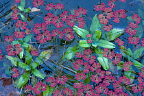 Fairy fern (Azolla filiculoides) and Water forget me not (Myosotis scorpioides) in frozen garden pond. Surrey, England, UK. January.