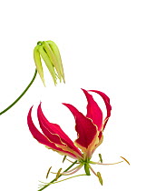 Glory lily (Gloriosa superba) bud and flower with reflexed petals and trifid stigma. Pollinated by butterflies. National flower of Zimbabwe.