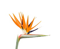 Bird of paradise / Crane flower (Strelitzia reginae). Cultivated in garden. Native to South Africa.