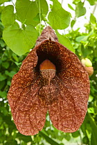 Brazilian Dutchman&#39;s pipe flower (Aristolochia gigantea) with green inflated pouch. Flower smells of carrion to attract fly pollinators. Cultivated in glasshouse, Surrey, England, UK. Native to Br...