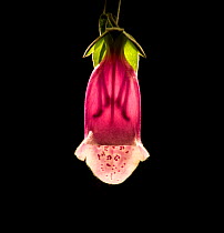 Foxglove (Digitalis purpurea) flower, backlit with stamens and style visible through corolla. Dark spots on lower lip attract bumblebee pollinators. Pollinated by bumblebees with long proboscis. Contr...