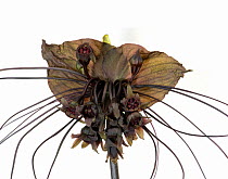Cat&#39;s whiskers / Black bat flower (Tacca chantrieri). Pollinated by flies. Cultivated in glasshouse, Surrey, England, UK. Native to Southeast Asia.
