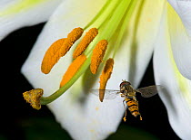 Marmalade hoverfly (Episyrphus balteatus) in flight with pollen on feet, foraging on Sargents lily (Lilium sargentiae). Deposited pollen visible on stigma. Cultivated in garden, Surrey, England, UK. J...