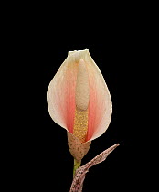 Voodoo lily (Amorphophallus bulbifer). Native to Asia.