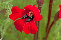 Bumblebee scarab beetles (Pygopleurus humeralis) feeding on Phelypaea flower (Phelypaea coccinea). Flower has marks that mimic beetle elytra wings to attract pollinators. Plant parasitic on Tanacetum...