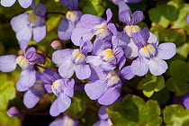 Ivy leaved toadflax (Cymbalaria muralis) flowers with orange nectar guides. Surrey, England, UK. April.
