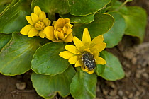Blossom scarab beetle (Epicometis hirta) feeding on Ficaria flower (Ficaria fascicularis). In snow melt area, Turkey. May.