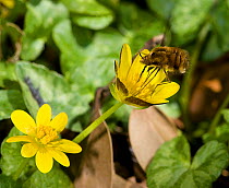 Bee fly (Bombylius major) foraging on Lesser celandine (Ficaria verna) on roadside verge. Pollen is picked up on long proboscis and legs when touching anthers. Surrey, England, UK. April.