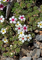 Rock jasmine (Androsace sericea) flowers. Colour of corona ring indicates age and nectar content of flower. Mountains of Heaven / Tian Shan, Kazakhstan. June.