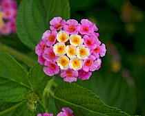 Wild sage (Lantana camara), flowers turn pink following pollination. Native to tropical America. Invasive species, Tanzania.