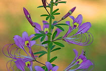 Spiderplant (Cleome hirta) flowerhead.Patterns on two banner petals serve as nectar guides. Tanzania.