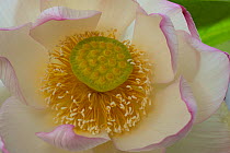 Sacred lotus (Nelumbo nucifera &#39;Charles Thomas&#39;) flower. Cultivated in glasshouse, Surrey, England, UK.