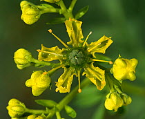 Common rue (Ruta graveolens) flower. Cultivated in herb garden, Surrey, England, UK. Native to Balkan Peninsula.